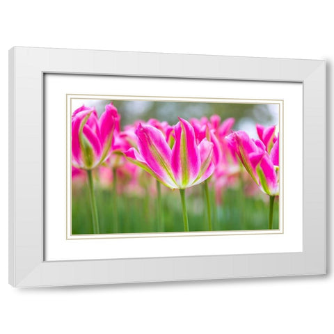 Colorful Tulip flowers White Modern Wood Framed Art Print with Double Matting by Frank, Assaf