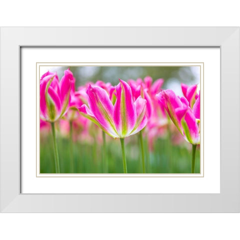 Colorful Tulip flowers White Modern Wood Framed Art Print with Double Matting by Frank, Assaf