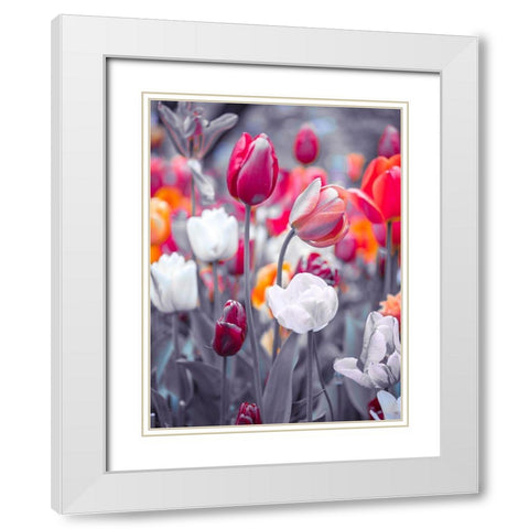 Colorful Tulip flowers White Modern Wood Framed Art Print with Double Matting by Frank, Assaf