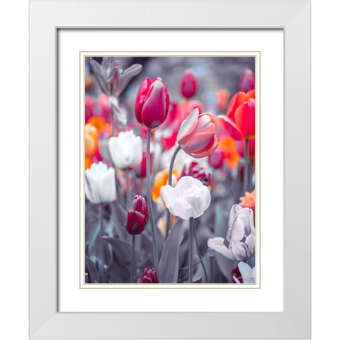 Colorful Tulip flowers White Modern Wood Framed Art Print with Double Matting by Frank, Assaf