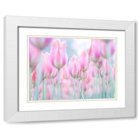 Colorful Tulip flowers White Modern Wood Framed Art Print with Double Matting by Frank, Assaf