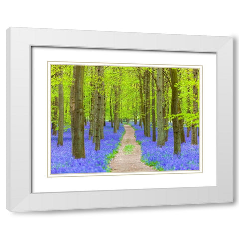 Bluebell path White Modern Wood Framed Art Print with Double Matting by Frank, Assaf