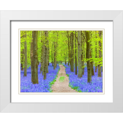Bluebell path White Modern Wood Framed Art Print with Double Matting by Frank, Assaf