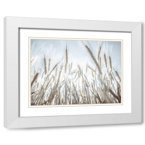 Sun rays through barley filed White Modern Wood Framed Art Print with Double Matting by Frank, Assaf