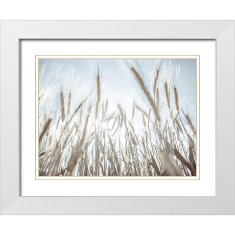 Sun rays through barley filed White Modern Wood Framed Art Print with Double Matting by Frank, Assaf