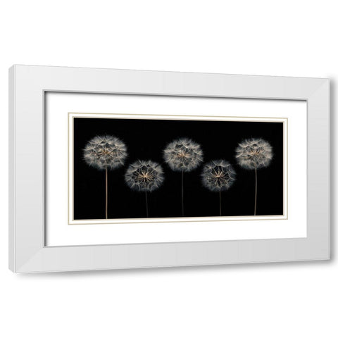 Dandelion flowers over black background White Modern Wood Framed Art Print with Double Matting by Frank, Assaf