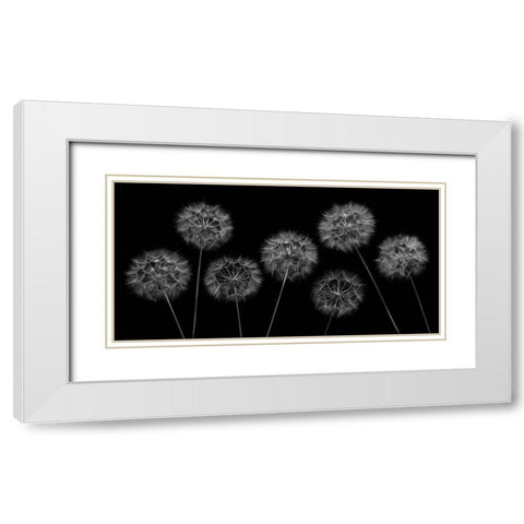 Dandelion flowers over black background White Modern Wood Framed Art Print with Double Matting by Frank, Assaf