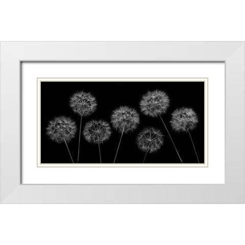 Dandelion flowers over black background White Modern Wood Framed Art Print with Double Matting by Frank, Assaf