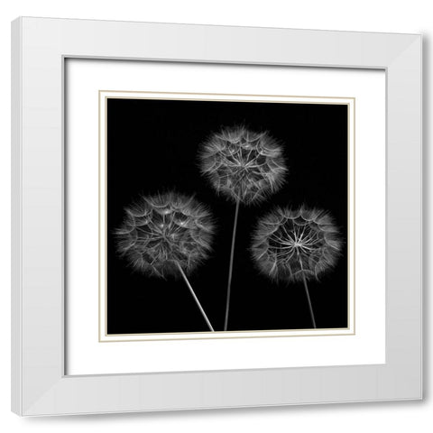Dandelion flowers over black background White Modern Wood Framed Art Print with Double Matting by Frank, Assaf