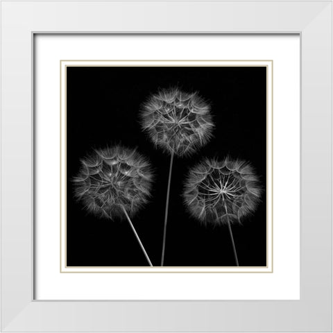 Dandelion flowers over black background White Modern Wood Framed Art Print with Double Matting by Frank, Assaf