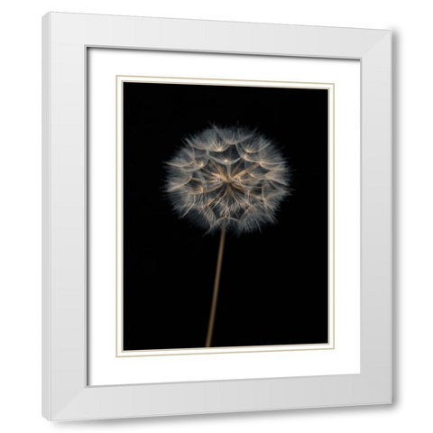 Dandelion flower over black background White Modern Wood Framed Art Print with Double Matting by Frank, Assaf