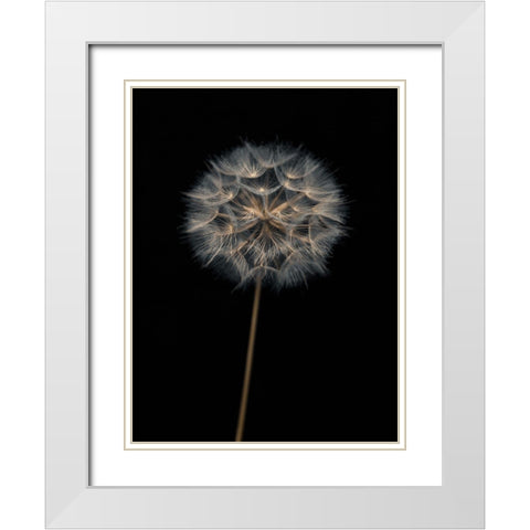 Dandelion flower over black background White Modern Wood Framed Art Print with Double Matting by Frank, Assaf