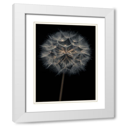 Dandelion flower over black background White Modern Wood Framed Art Print with Double Matting by Frank, Assaf