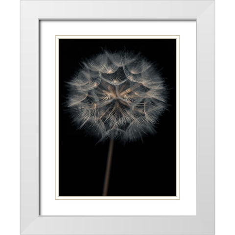 Dandelion flower over black background White Modern Wood Framed Art Print with Double Matting by Frank, Assaf