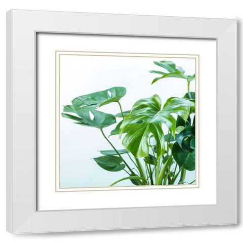 Close-up of a plant on white background White Modern Wood Framed Art Print with Double Matting by Frank, Assaf