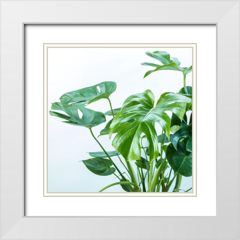 Close-up of a plant on white background White Modern Wood Framed Art Print with Double Matting by Frank, Assaf