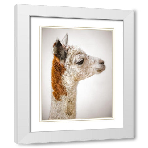 Close-up of Alpaca White Modern Wood Framed Art Print with Double Matting by Frank, Assaf