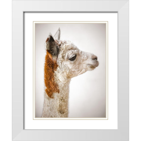 Close-up of Alpaca White Modern Wood Framed Art Print with Double Matting by Frank, Assaf