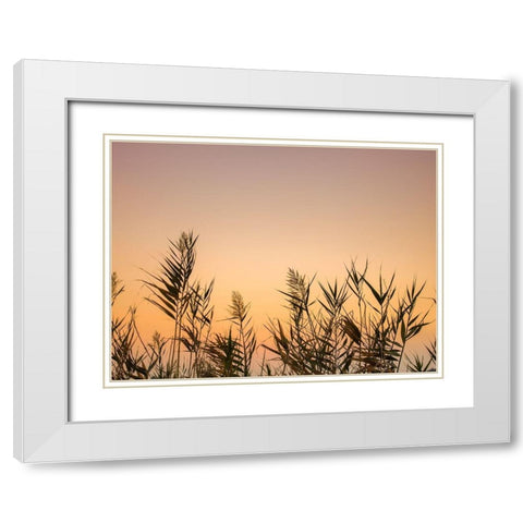Reeds White Modern Wood Framed Art Print with Double Matting by Frank, Assaf