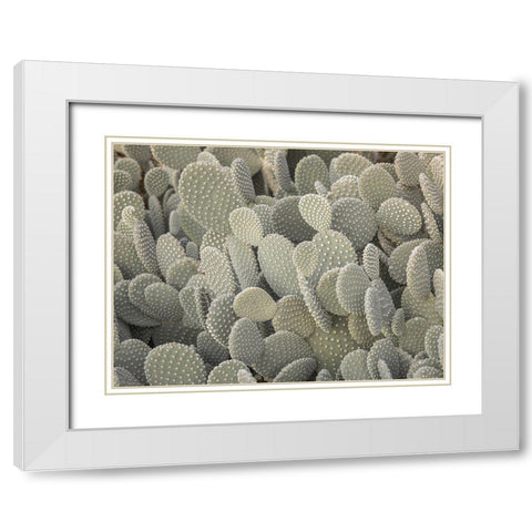 Cactus plant White Modern Wood Framed Art Print with Double Matting by Frank, Assaf