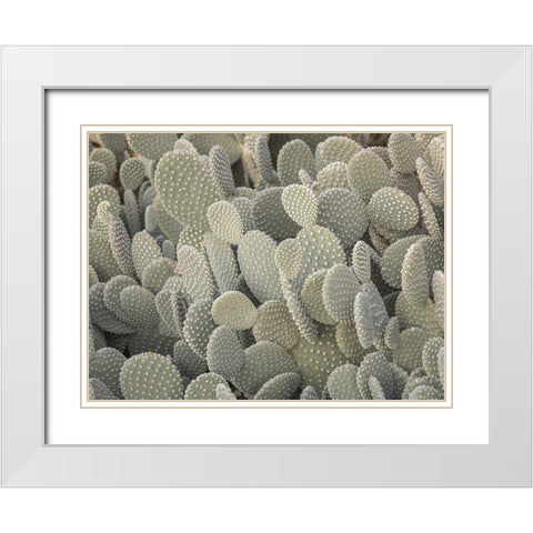 Cactus plant White Modern Wood Framed Art Print with Double Matting by Frank, Assaf
