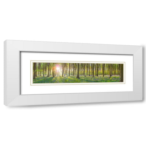 Sun rays through trees White Modern Wood Framed Art Print with Double Matting by Frank, Assaf
