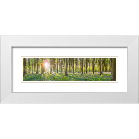 Sun rays through trees White Modern Wood Framed Art Print with Double Matting by Frank, Assaf