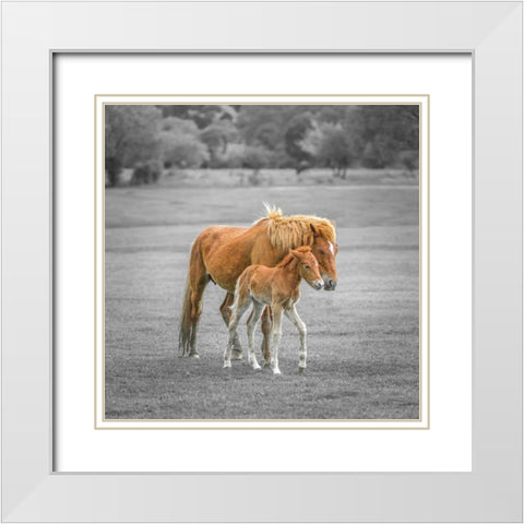 Horse with Foal White Modern Wood Framed Art Print with Double Matting by Frank, Assaf