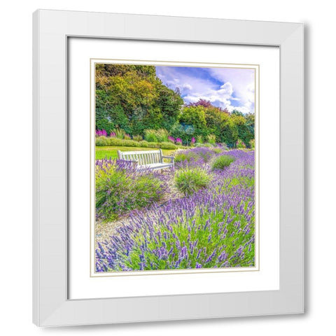 Lavender field White Modern Wood Framed Art Print with Double Matting by Frank, Assaf