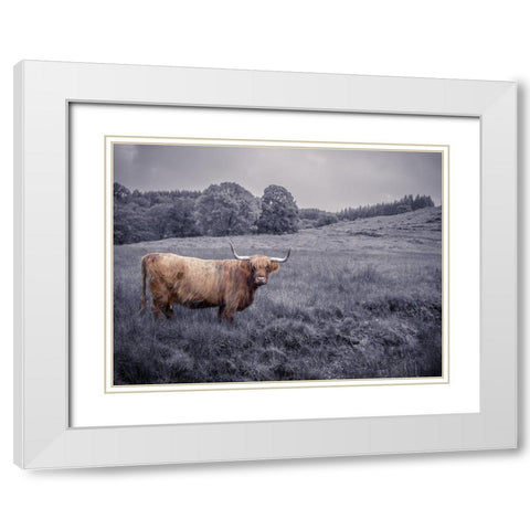 Highland Cow White Modern Wood Framed Art Print with Double Matting by Frank, Assaf