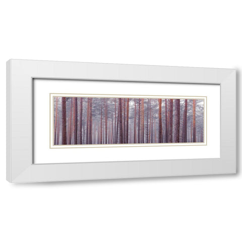 Tree trunks White Modern Wood Framed Art Print with Double Matting by Frank, Assaf