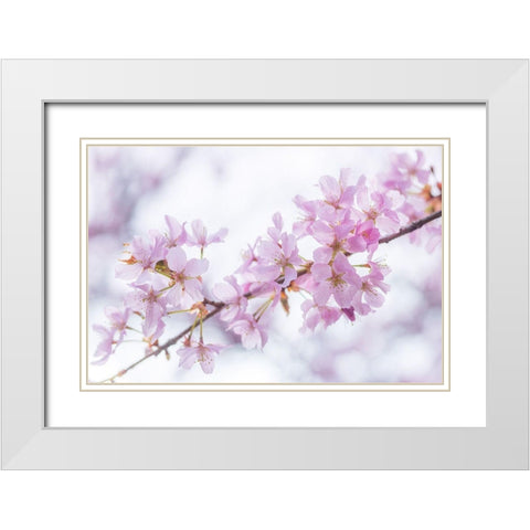 Blossoms White Modern Wood Framed Art Print with Double Matting by Frank, Assaf