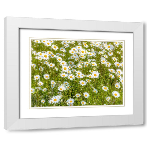 Daisy flowers White Modern Wood Framed Art Print with Double Matting by Frank, Assaf