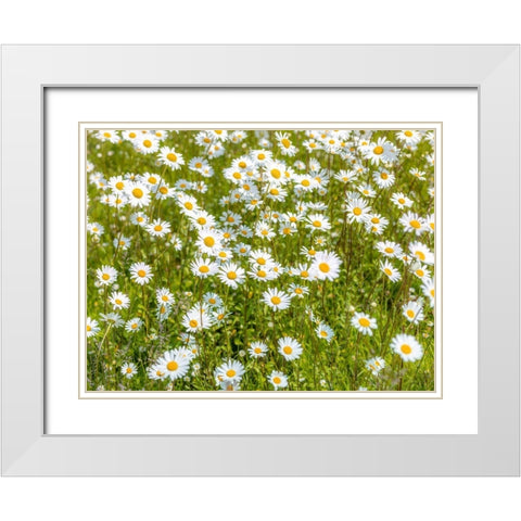 Daisy flowers White Modern Wood Framed Art Print with Double Matting by Frank, Assaf