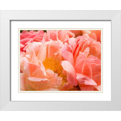 Chelsea flowers White Modern Wood Framed Art Print with Double Matting by Frank, Assaf