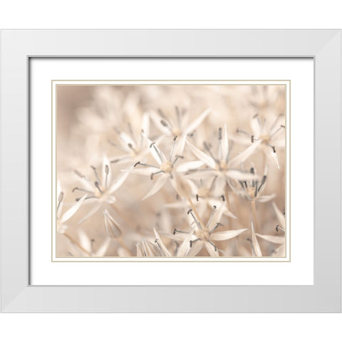 Allium flowers close-up White Modern Wood Framed Art Print with Double Matting by Frank, Assaf