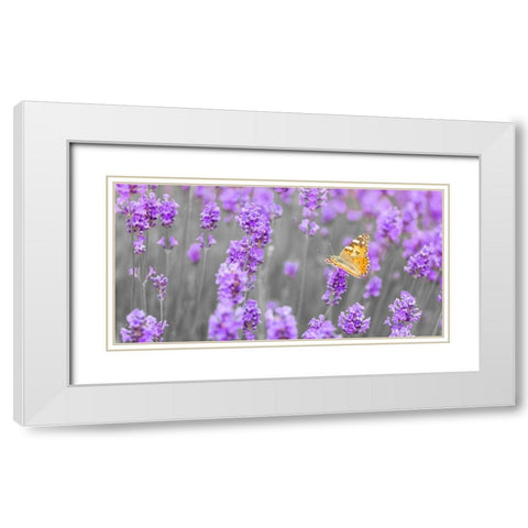 Butterfly Lavender flowers White Modern Wood Framed Art Print with Double Matting by Frank, Assaf