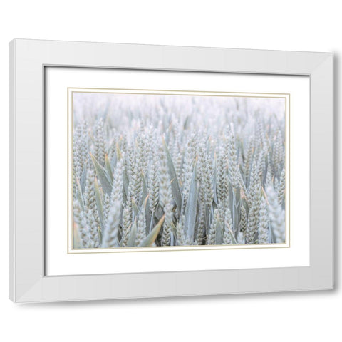 Wheat field White Modern Wood Framed Art Print with Double Matting by Frank, Assaf