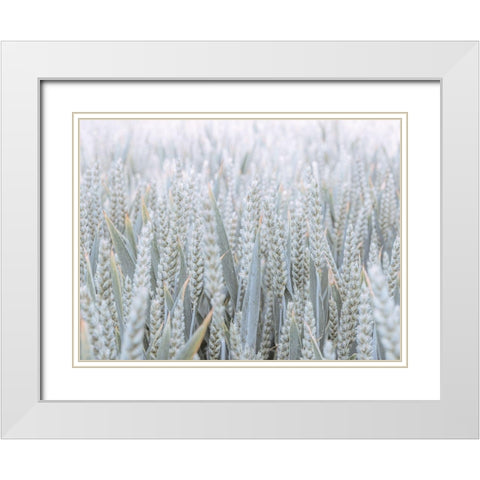 Wheat field White Modern Wood Framed Art Print with Double Matting by Frank, Assaf