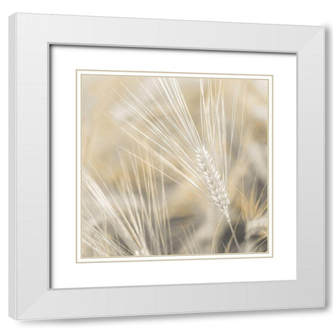 Wheat close-up White Modern Wood Framed Art Print with Double Matting by Frank, Assaf