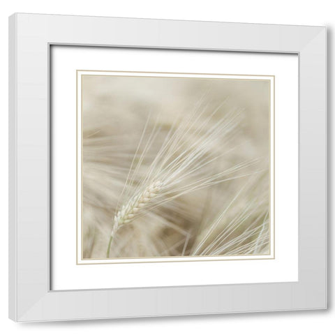 Wheat close-up White Modern Wood Framed Art Print with Double Matting by Frank, Assaf