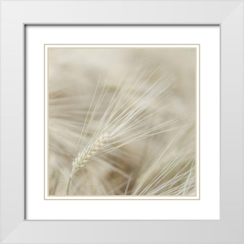 Wheat close-up White Modern Wood Framed Art Print with Double Matting by Frank, Assaf