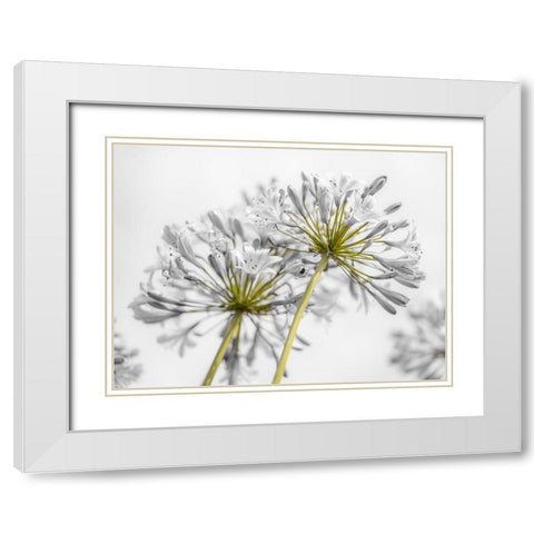 African Lily flowers White Modern Wood Framed Art Print with Double Matting by Frank, Assaf