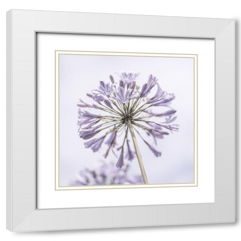 African Lily flowers White Modern Wood Framed Art Print with Double Matting by Frank, Assaf