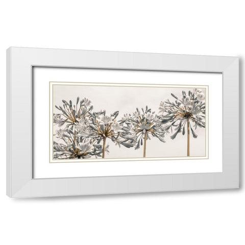 African Lily flowers White Modern Wood Framed Art Print with Double Matting by Frank, Assaf
