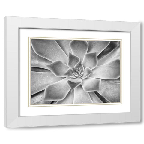 Succulent plant White Modern Wood Framed Art Print with Double Matting by Frank, Assaf