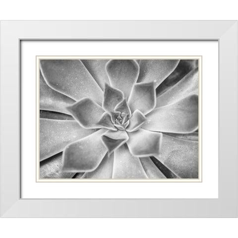 Succulent plant White Modern Wood Framed Art Print with Double Matting by Frank, Assaf