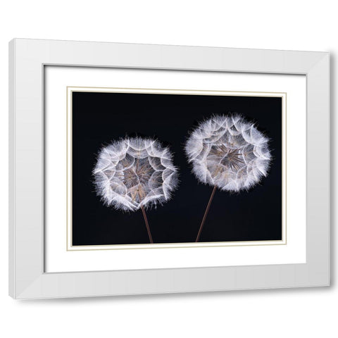 Dandelion Clock on black background White Modern Wood Framed Art Print with Double Matting by Frank, Assaf