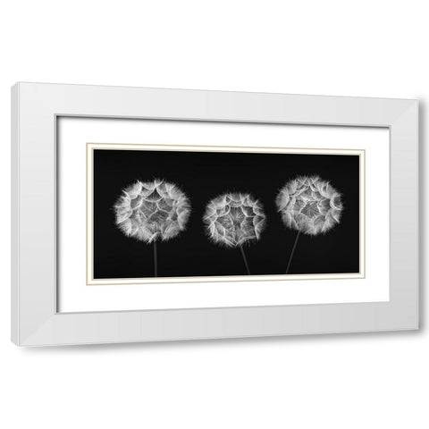 Dandelion Clock on black background White Modern Wood Framed Art Print with Double Matting by Frank, Assaf
