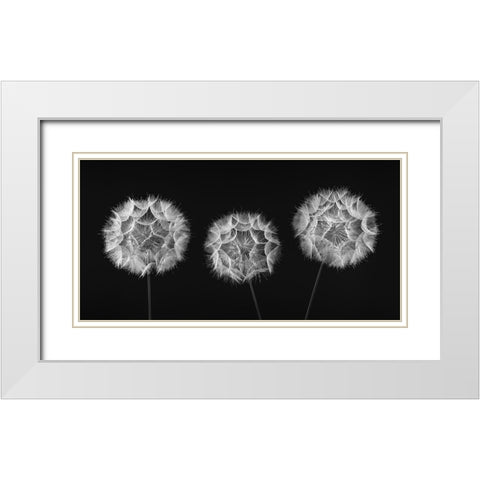 Dandelion Clock on black background White Modern Wood Framed Art Print with Double Matting by Frank, Assaf